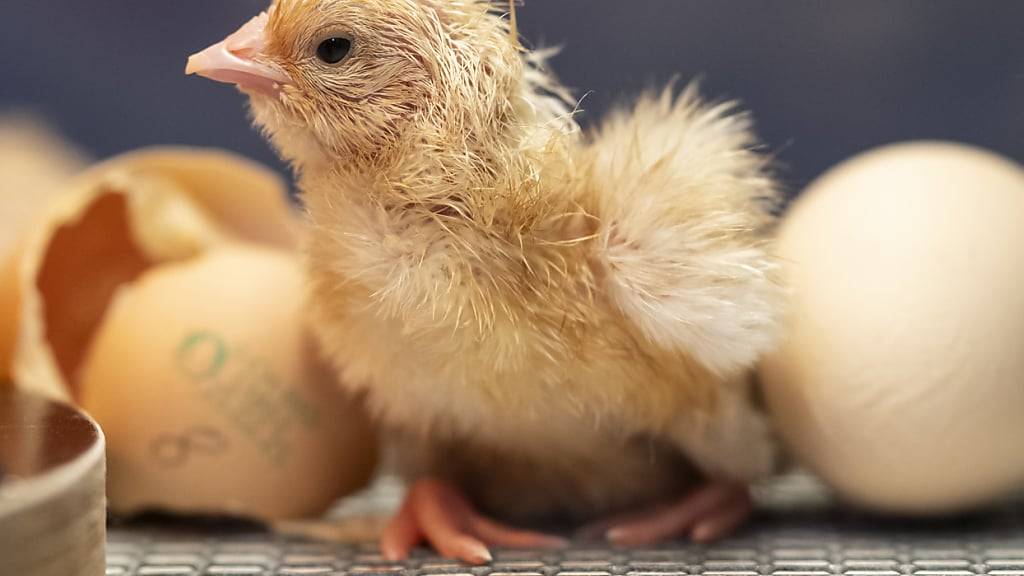 Das Huhn schlüpft aus dem Ei, das Ei wird vom Huhn gelegt - was kam zuerst?