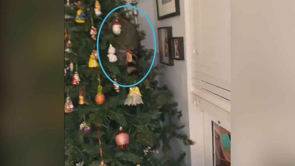 Frau findet Waschbär in Weihnachtsbaum