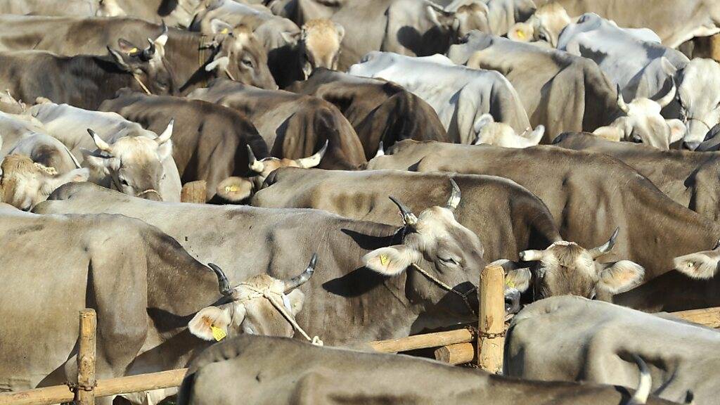 St.Galler Kantonsrat rettet Beitrag für Viehschauen