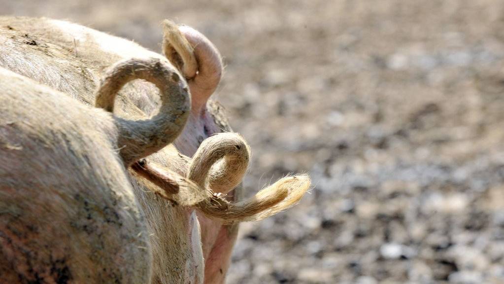 In der Nähe des Bodensees starben am Sonntag 150 Ferkel. (Symbolbild)