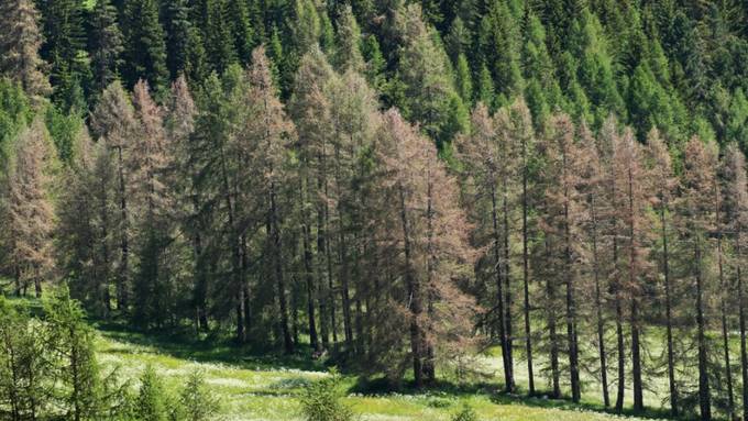 Verfärbte Lärchen im Engadin und Wallis