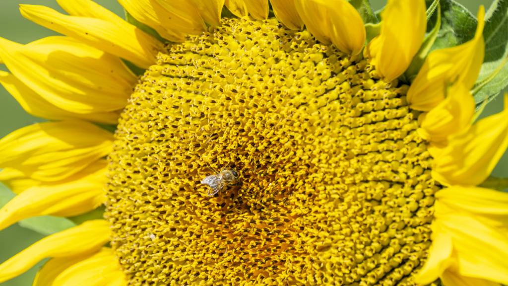Die Allseeds Switzerland SA ist seit 28 Jahren in der Ukraine im Getreide- und Ölhandel tätig. (Symbolbild)
