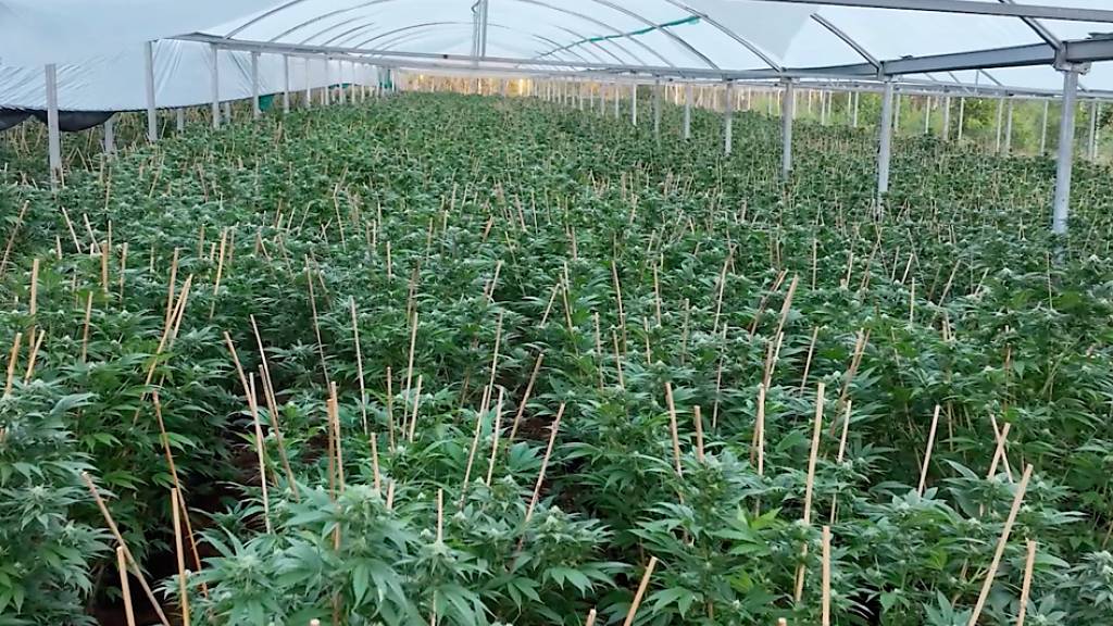 A supplied image obtained on Tuesday, September 19, 2023, shows cannabis plants inside a greenhouse at a property in Gunalda, north of Gympie. The hydroponic drug crop comprising more than 2000 cannabis plants and worth an estimated $13 million was seized by Queensland police during Operation Vitreus. (AAP Image/Supplied by Queensland Police Service) NO ARCHIVING, EDITORIAL USE ONLY
