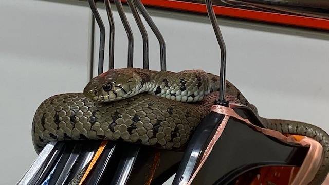 «Aggressive» Schlange verirrt sich in Kleiderladen