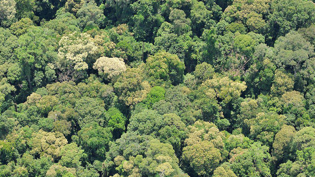 Tropischer Regenwald in Sabah: Geschädigte Tropenwälder regenerieren laut Studie rascher als erwartet.