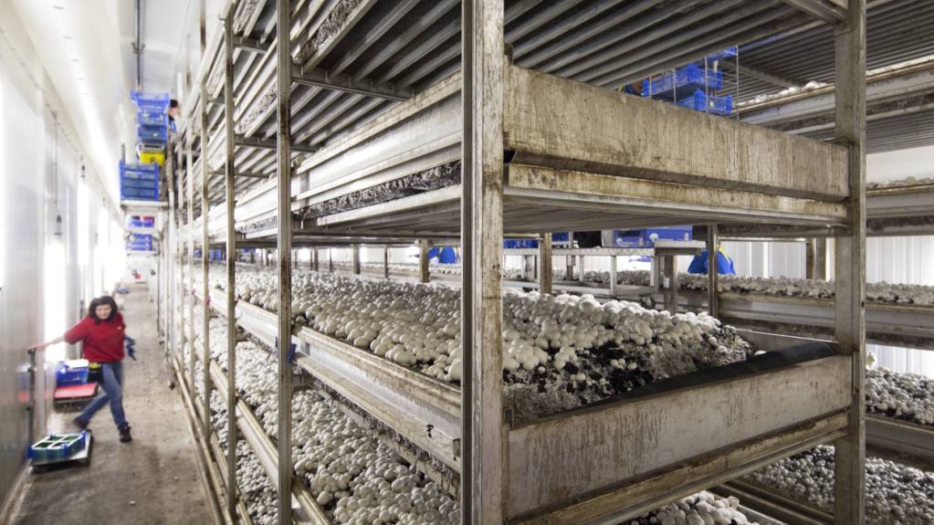 Axpo will Energie aus Biogas an Pilzzucht in Wauwil liefern