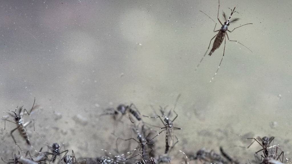 Die Überträger des Chikungunya-Virus, die asiatischen Tigermücken, gibt es seit einigen Jahren auch in der Schweiz. (Archivbild)