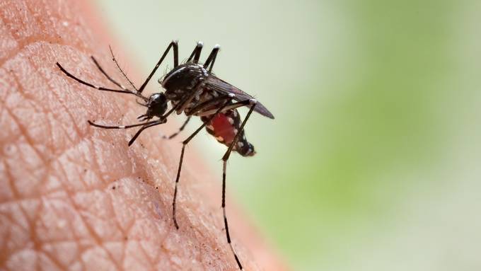 Dengue-Fieber-Ausbruch im Berner Obstbergquartier unwahrscheinlich