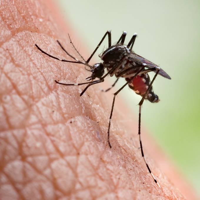 Dengue-Fieber-Ausbruch im Berner Obstbergquartier unwahrscheinlich