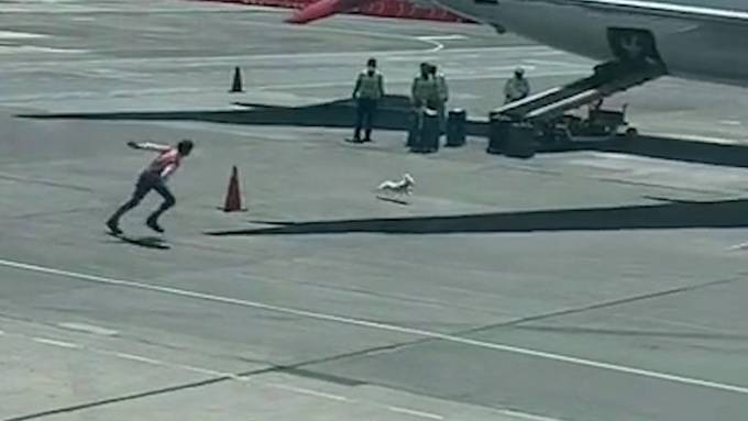Ausgebüxter Hund hält Flughafenpersonal auf Trab