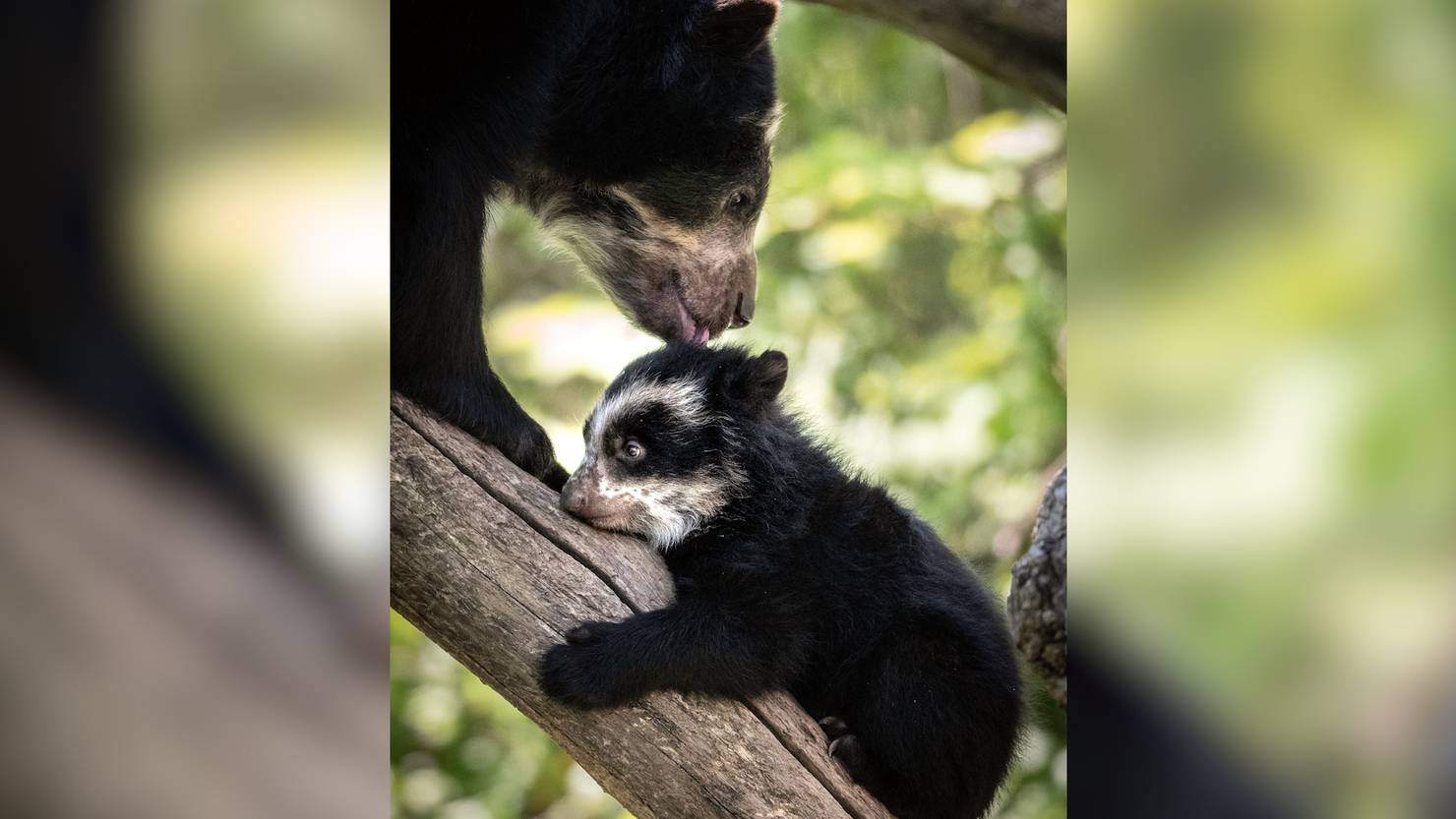 Unerwarteter Nachwuchs im Zürcher Zoo - Tele M1