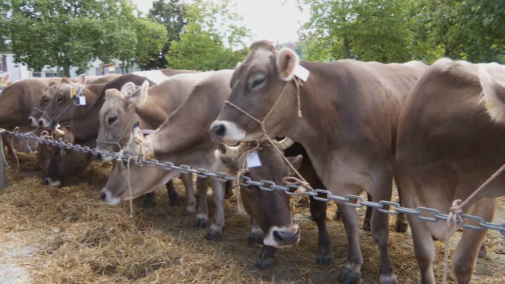 Grosser Tag in AR: Erste Viehschau der Saison in Herisau