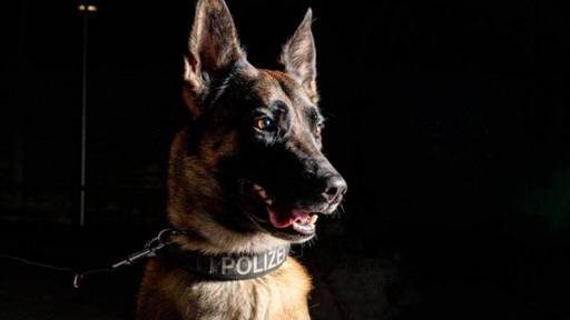 Polizeihund Iaro spürt mutmasslichen Dieb in Eiken auf