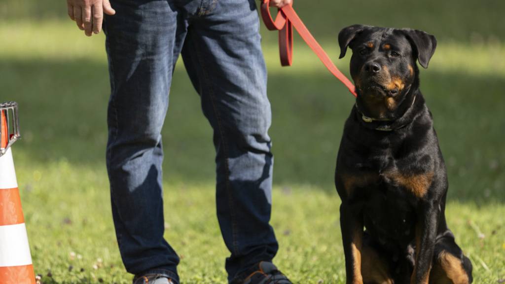 Schwyzer Gemeinden können Freilaufzonen für Hunde schaffen