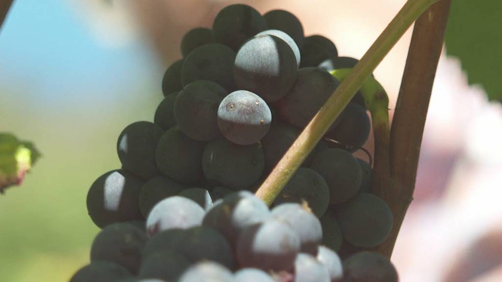 Durchzogene Bilanz: Weniger, dafür aber guter St.Galler Wein in diesem Jahr