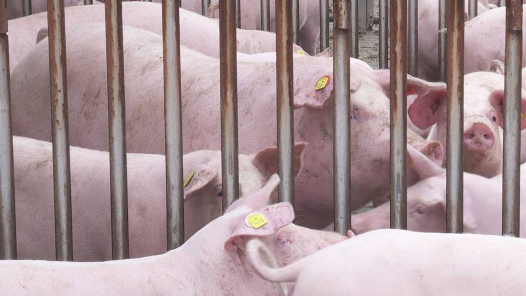 Schweinepest auf dem Vormarsch: Der Kanton Thurgau ergreift Massnahmen gegen das Virus