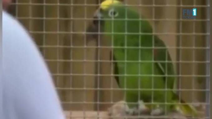 Sie fluchen Zoo-Besucher an: Papageien-Gruppe muss getrennt werden