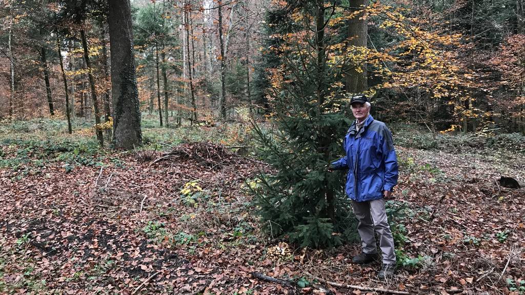 Im Zürcher Oberland soll ein ganzer Wald einer Deponie weichen