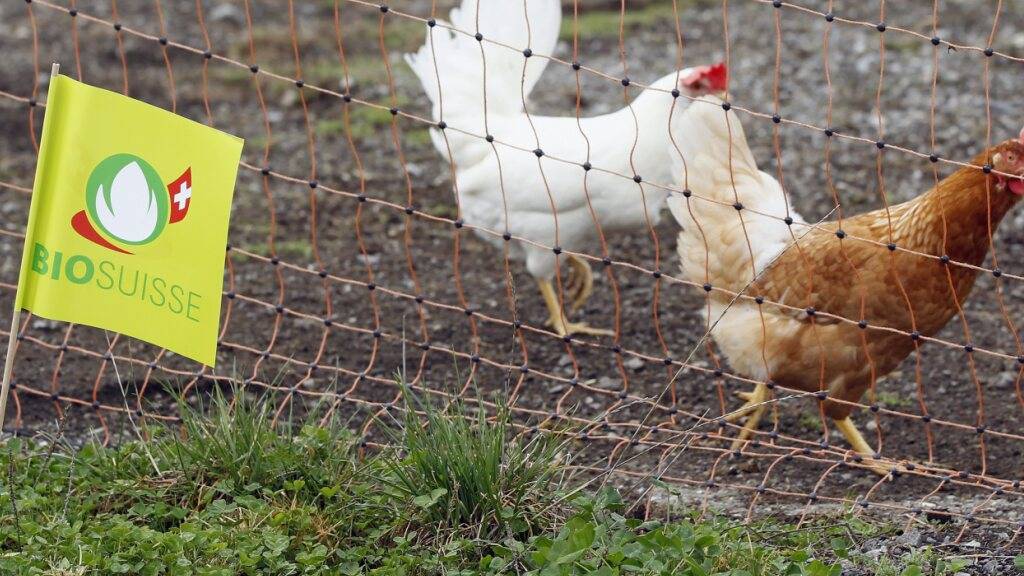 Das Kospenlabel und der Schriftzug «Bio Suisse» zeigen es an: Diese Hühner leben auf einem von fast 7500 Biobetrieben in der Schweiz.