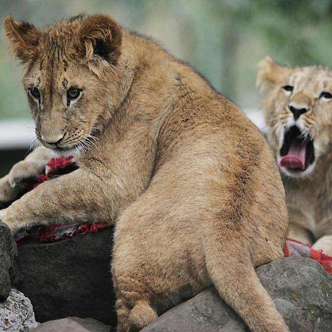 Zwei Löwen aus dem Zoo ausgebrochen