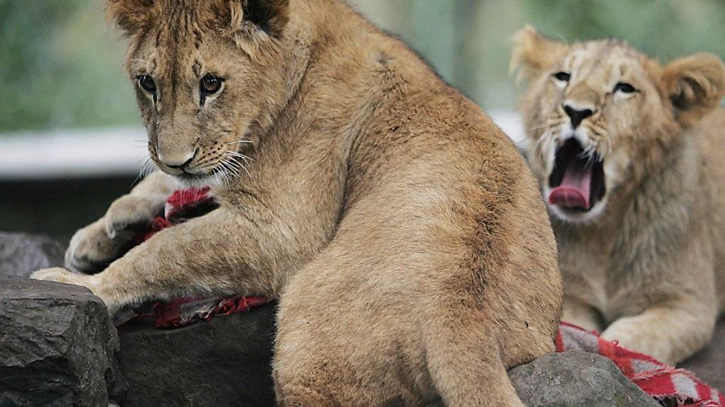 Am Mittwochmorgen sind zwei junge Löwen aus ihrem Gehege im Zoo Leipzig ausgebüxt. (Symbolbild)