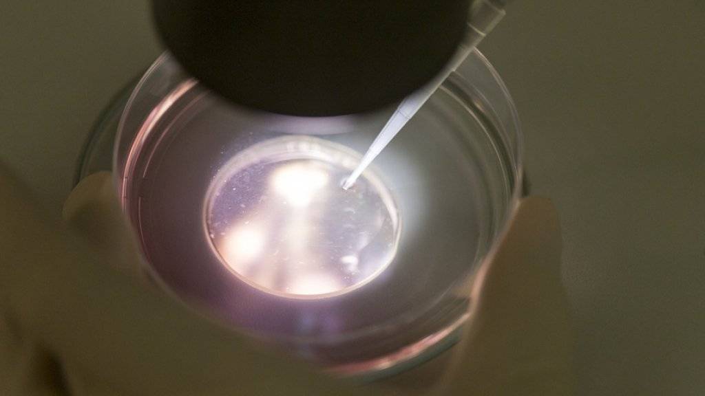 Handling von Eizellen/Embryonen in einer Kulturschale am Stereomikroskop. (Archivbild)
