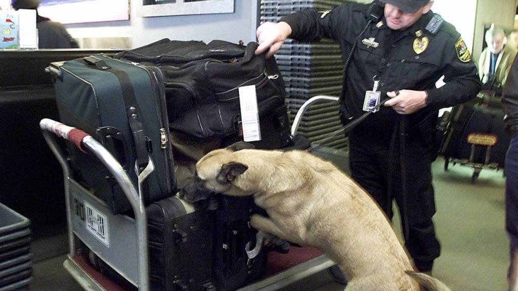 Am Flughafen in Helsinki werden Corona-Spürhunde eingesetzt (Symbolbild)