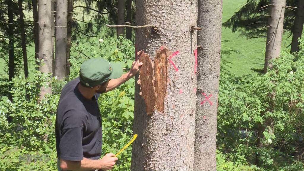 Perfekte Voraussetzungen für Borkenkäfer: Berner Wälder leider unter Wetterbedingungen