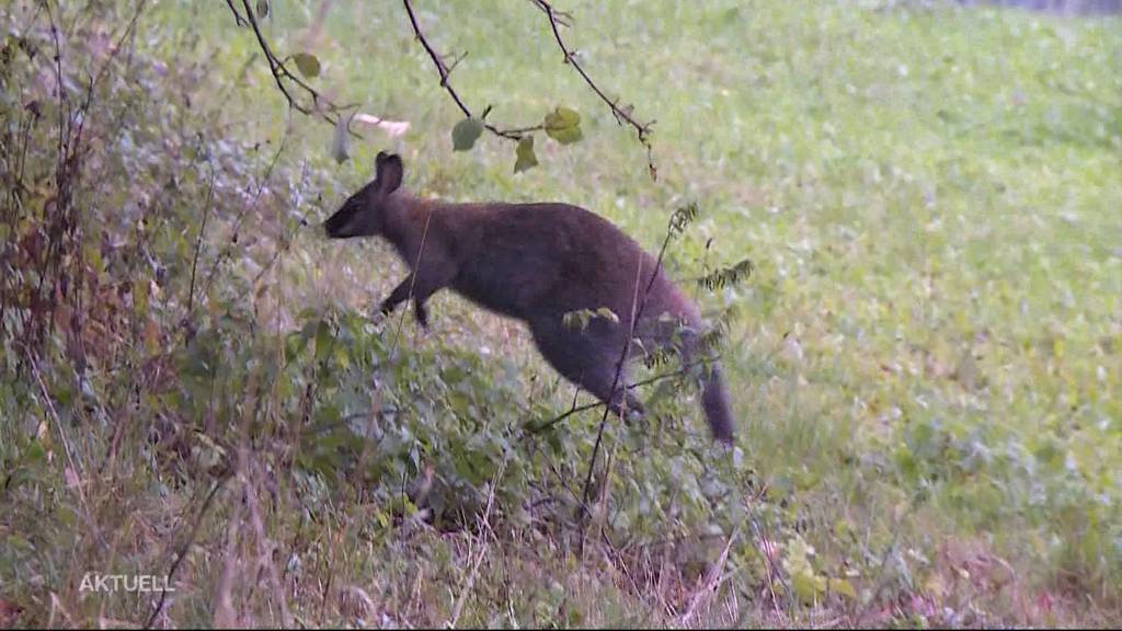 Tierischer Jahresrückblick