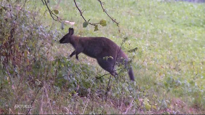 Tierischer Jahresrückblick