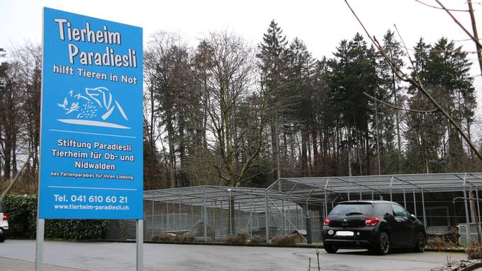 Fake-Büsi «Stupsi» landet in Nidwaldner Tierheim