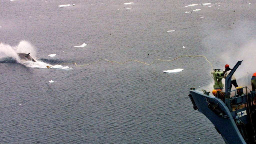Kommerzieller Walfang wird nicht erlaubt: Die Internationale Walfangkommission lehnte einen entsprechenden Antrag Japans ab. (Archivbild)