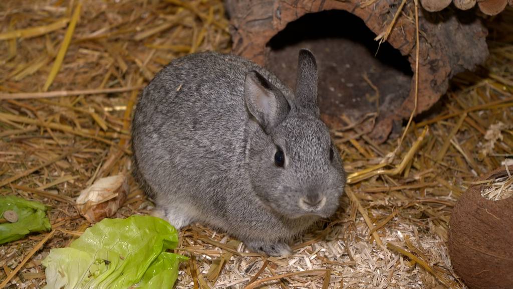 Kaninchen