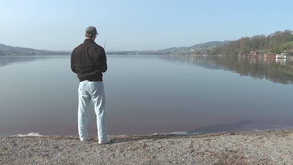 PFAS-Belastung - Auch Hechte aus dem Hallwilersee dürfen nicht mehr verkauft werden