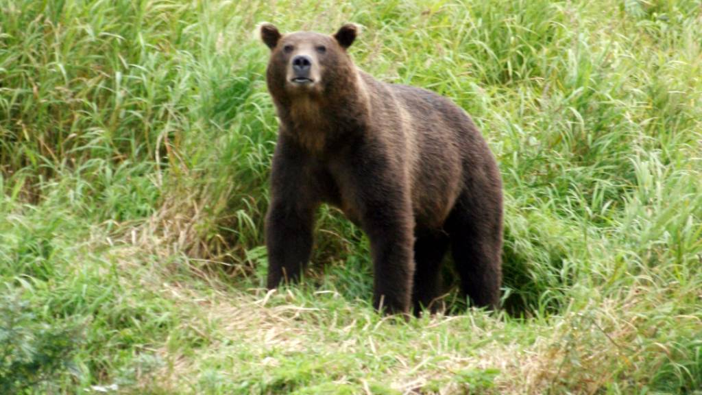 Russland: Bär zerfleischt Camperin im Altai-Gebirge