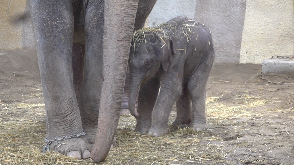 Elefantennachwuchs im Kinderzoo