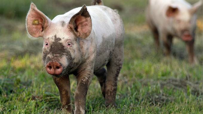 Kann die Schweinepest den Zürcher Bauern gefährlich werden? 