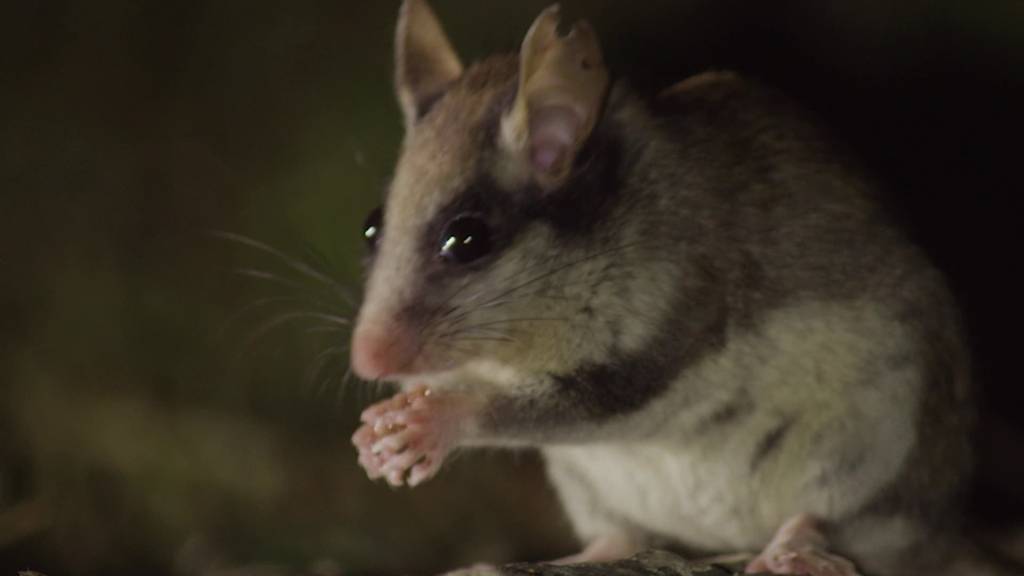 Tiere des Jahres: Mehr Schutz für Gartenschläfer und Felchen