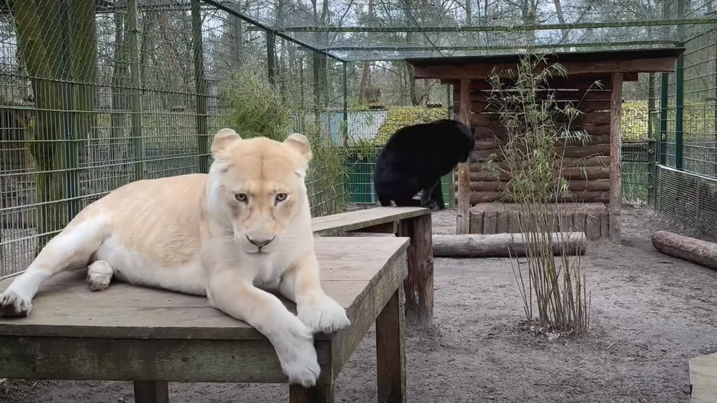 Der Sikypark will die Freundschaft zwischen Löwin und Panther retten.