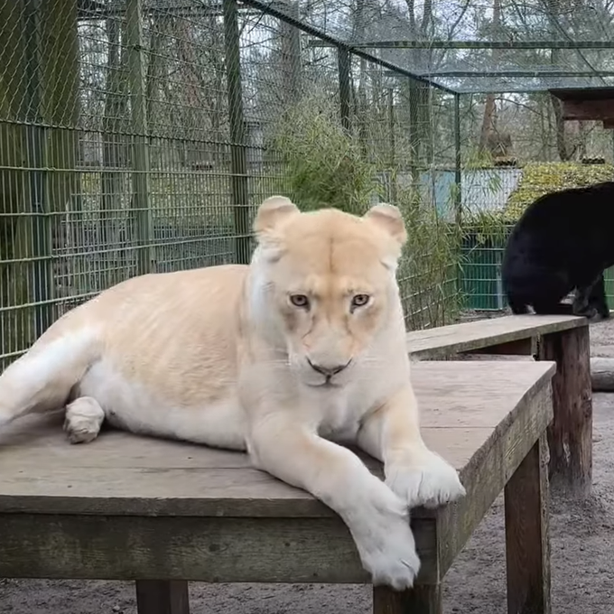Sikypark will «aussergewöhnliche» Freundschaft zwischen Löwin und Panther retten