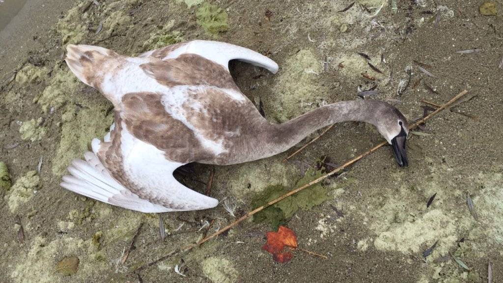 Am Neuenburgersee sind vergangene Woche zwei Höckerschwäne am Vogelgrippevirus H5N8 gestorben. Im Bild ein verendeter junger Höckerschwan, der im November 2016 in Estavayer aufgefunden und positiv auf das Virus getestet wurde. (Archivbild)