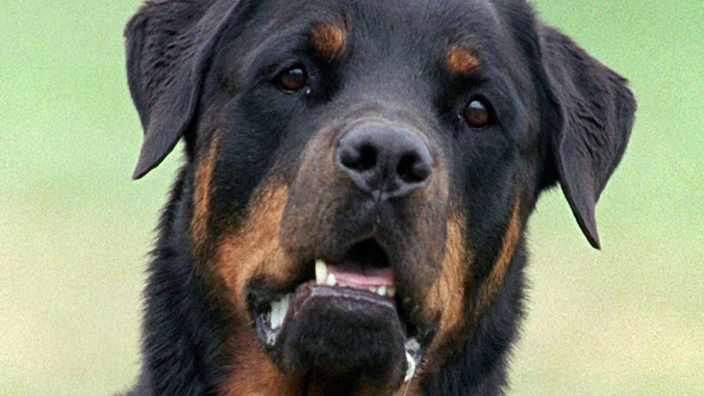 Ein Hund der Rasse Rottweiler. (Archivbild)