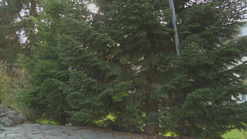 XXLTannenbaum vor Flug auf den Klosterplatz TVO Online