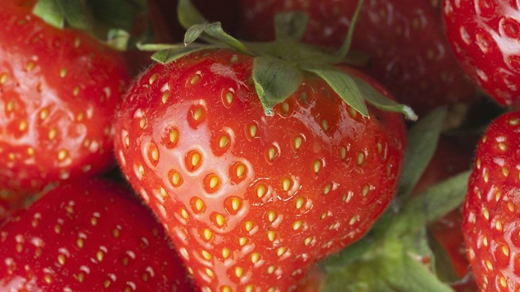 Schweizer Erdbeeren decken rund ein Drittel des gesamten jährlichen Konsums ab. (Archivbild)