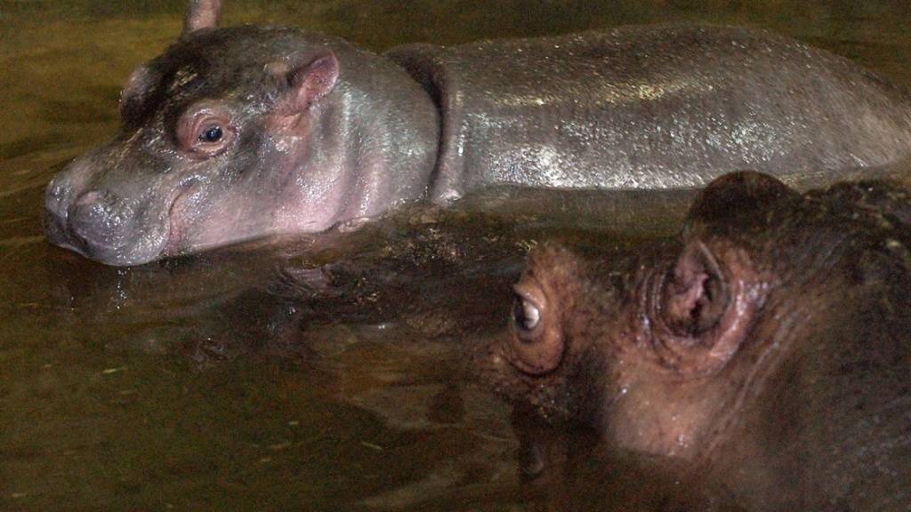 In der Demokratischen Republik Kongo sind Flusspferde nach der Vergiftung eines Flusses gestorben. (Archivbild)