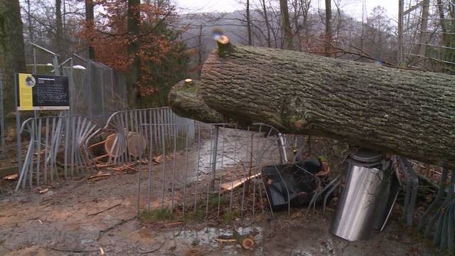 Dählhölzli mindestens bis Dienstag geschlossen