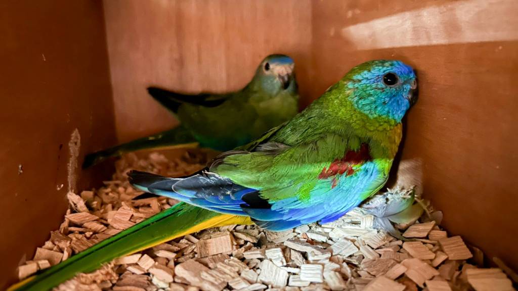 Das Bundesamt für Zoll und Grenzsicherheit hat an der Schweizer Grenze eine international agierende Vogelschmugglerbande erwischt.