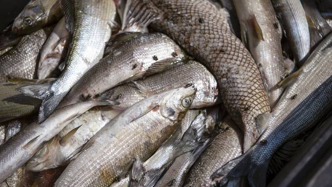 Hunderte Fische sterben im Rödelbach