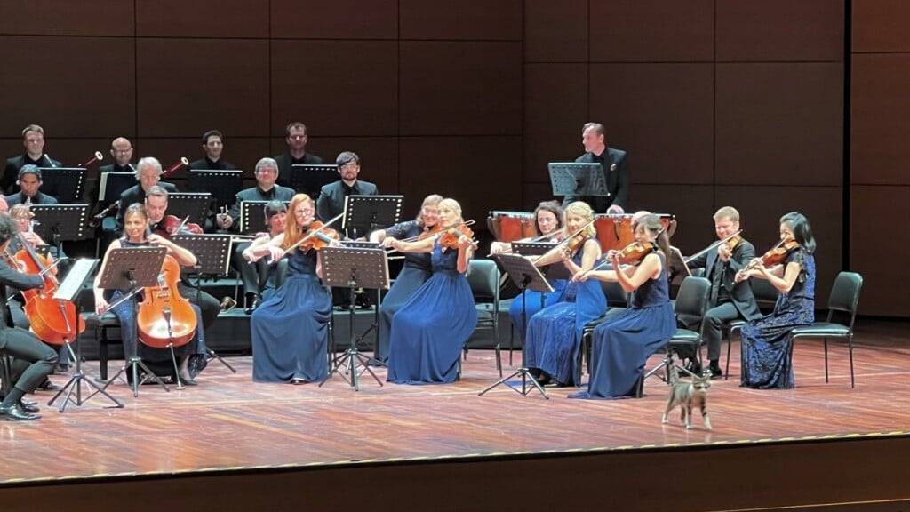 Eine Katze hatte bei einem Konzert der Festival Strings Lucerne einen überraschenden Auftritt.