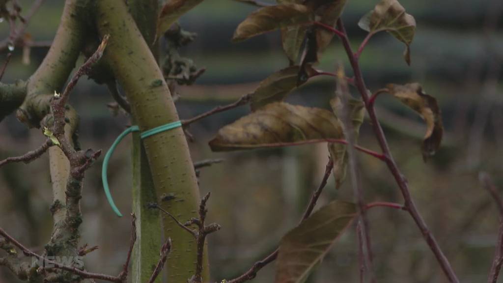 Diese Auswirkungen hat der milde Winter auf Obstbäume